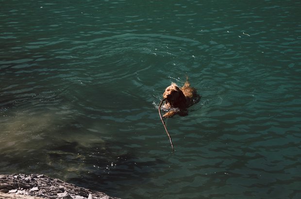 hund-wasser Hund schwimmt im Wasser