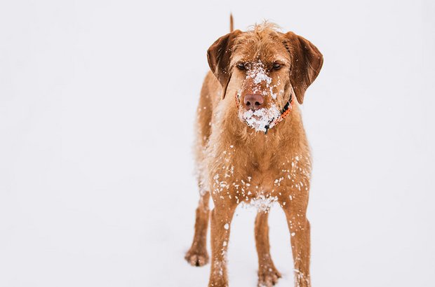 Hund im Schnee