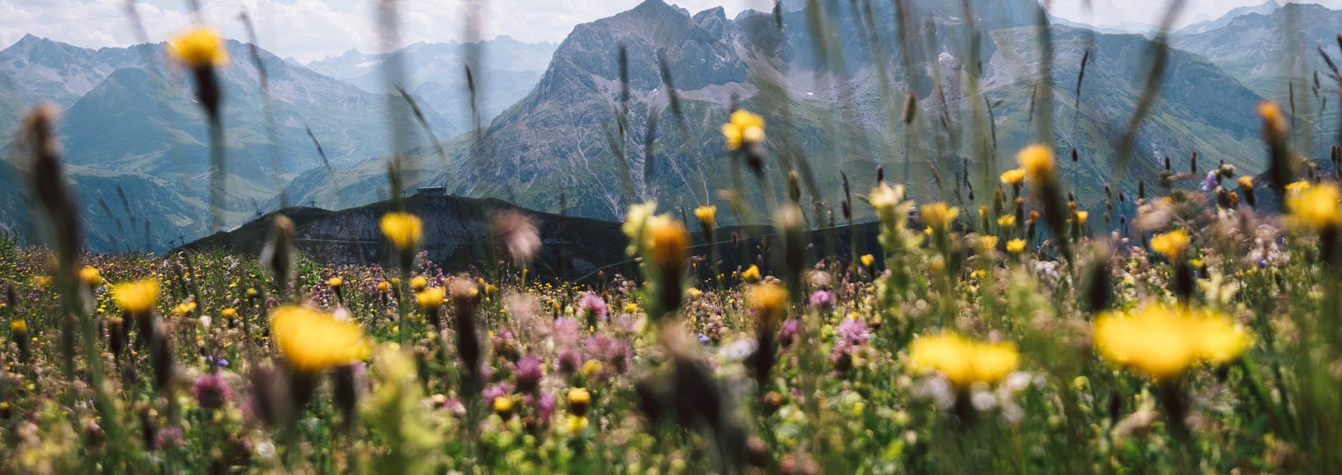 Blumenwiese in Lech Bunte Blumenwiese mit Ausblick auf die umliegende Berglandschaft