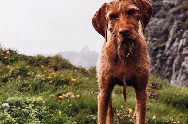 hund-berg Brauner Hund steht auf grüner Wiese am Berg