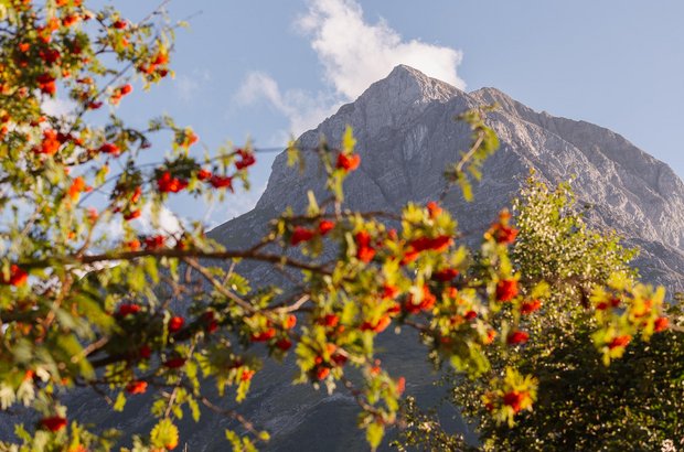 Berge für die Seele im Herbst Ein Berg mit einem Strauch mit roten Früchten im Vordergrund