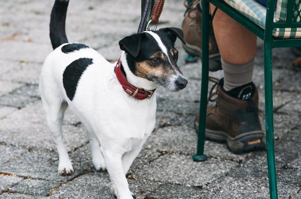 hund-garten Hund an der Leine ist neben einer am Stuhl im Garten sitzenden Person