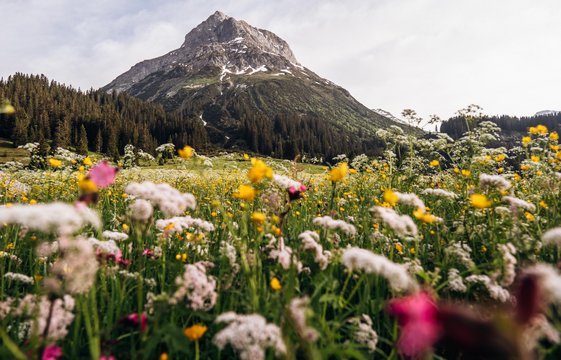 Bunte Almenwiese mit dem Ausblick auf das Omeshorn.