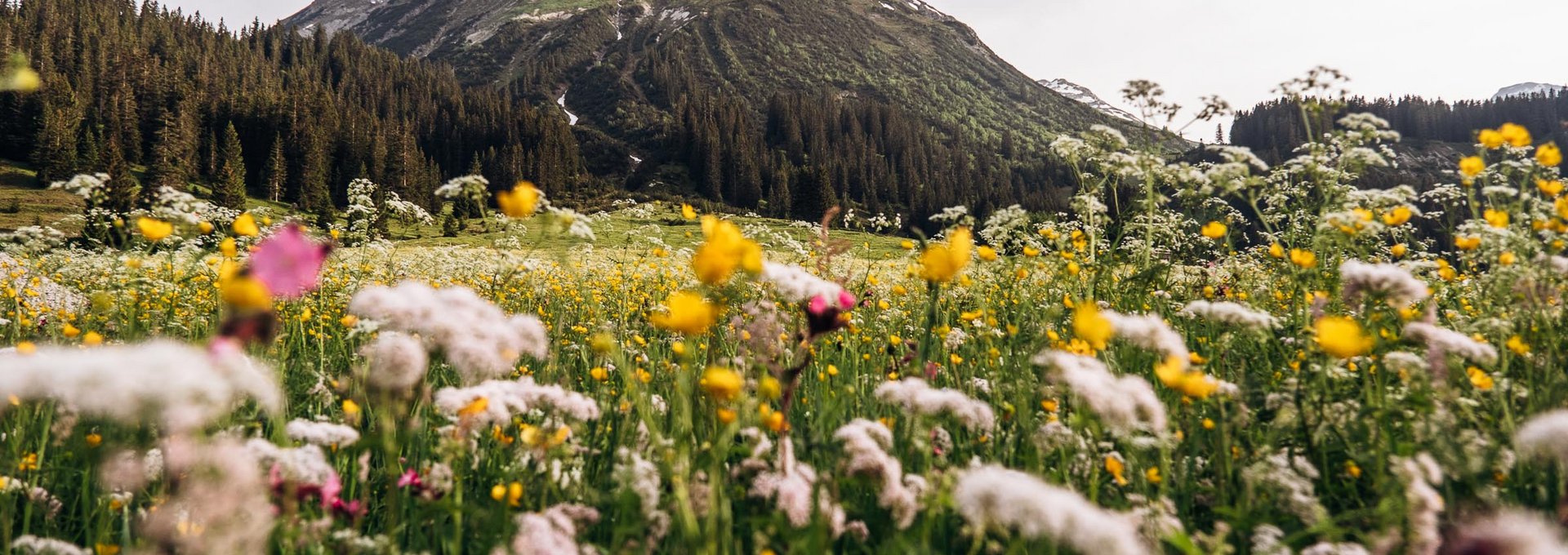 Bunte Almenwiese mit dem Ausblick auf das Omeshorn.