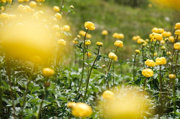 Gelbe Blumen auf der Wiese Gelbe Blumen auf der Wiese