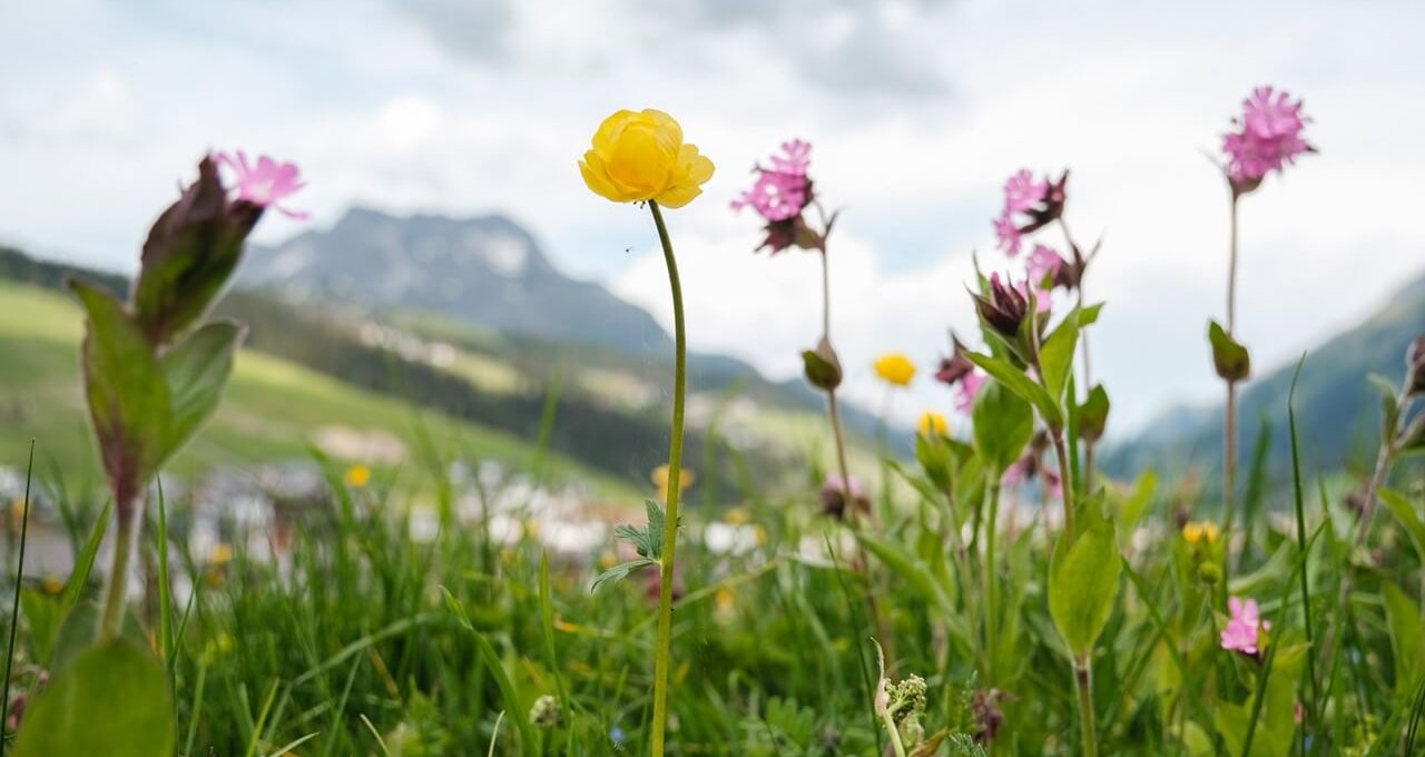 Blumen auf der Almwiesen Blumen auf der Almwiesen