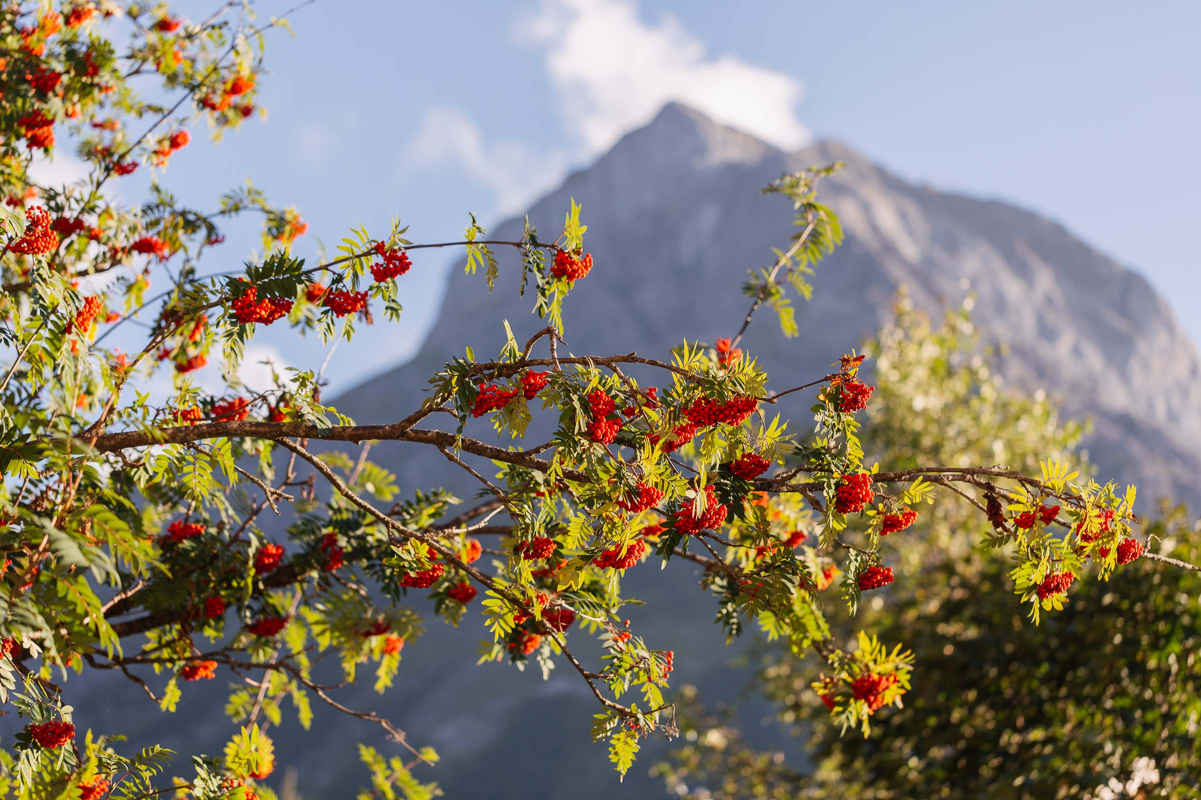 Baum mit Berg im Hintergrund
